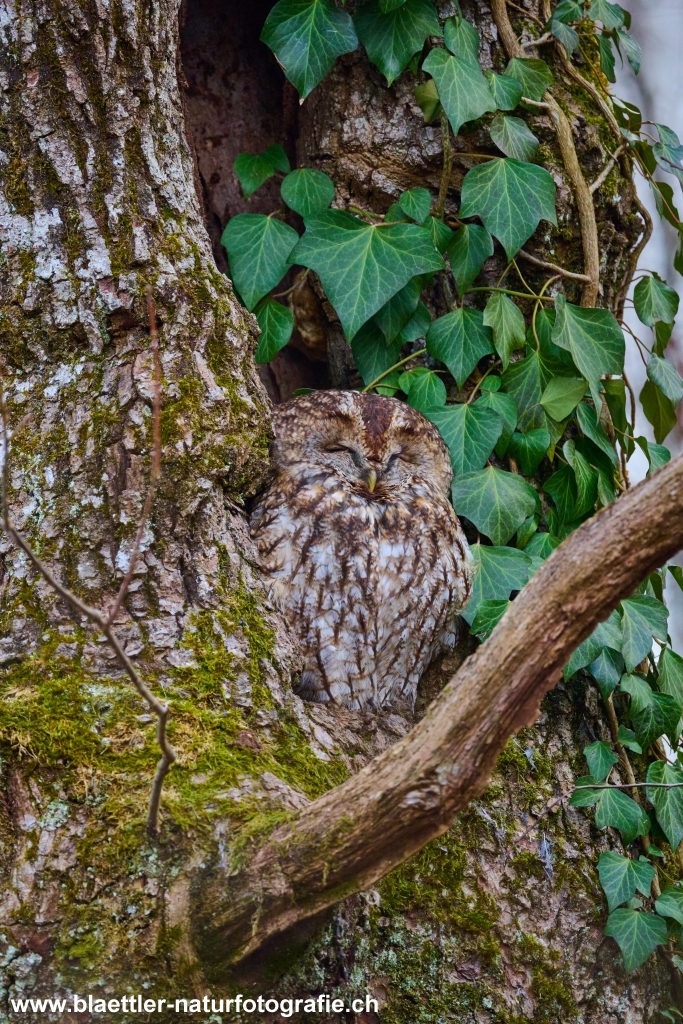 Waldkauz (Strix aluco) &copy; Sandra Bl&auml;ttler